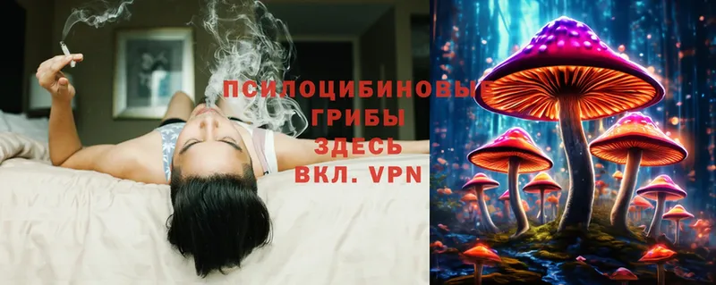 Галлюциногенные грибы Cubensis  наркошоп  Кизляр 